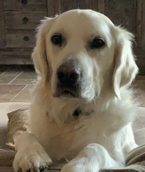 White golden retriever dog named EMMI