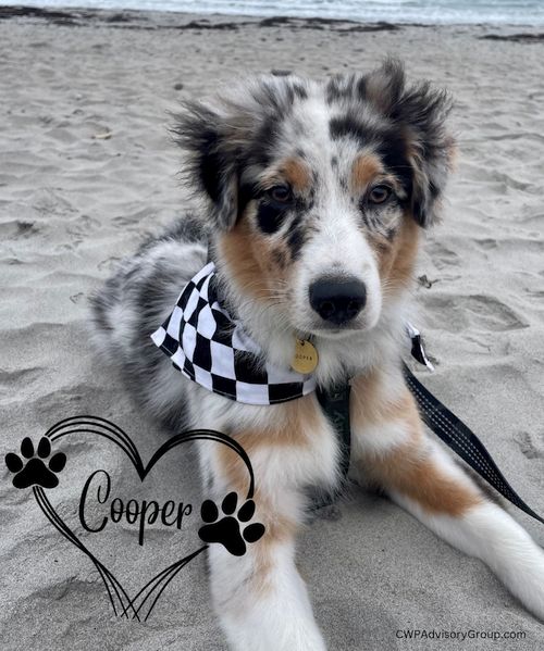 Cooper the dog laying on the beach